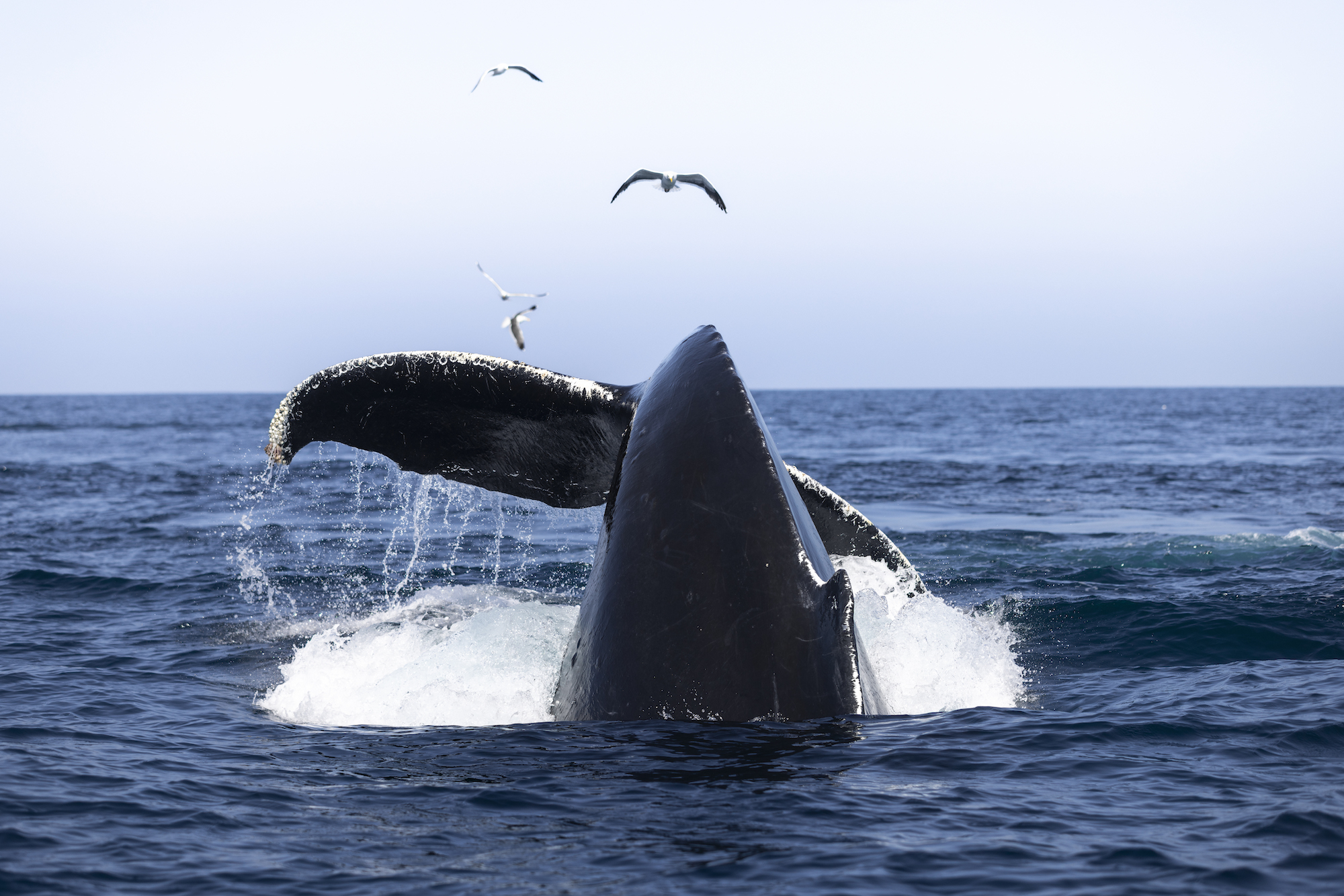 A curved humpback whale tail as the whale dives with seagulls above.