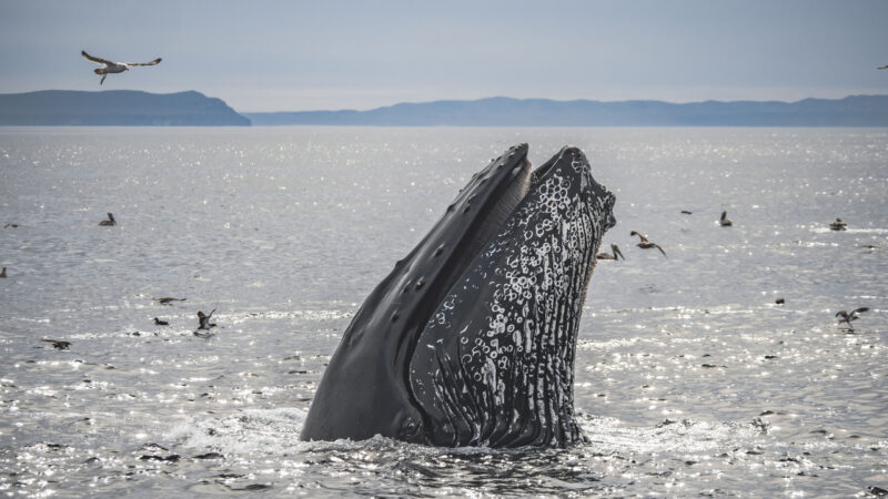 A humpback whale popping its head out of the water. The whales eye appears to be looking right at the photographer.