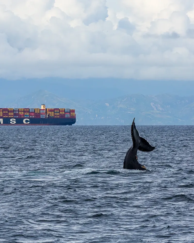 A whale’s tail rises from the ocean near a large cargo ship, with mountains and clouds in the background.