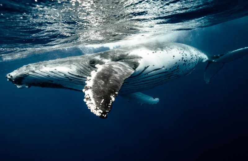 A humpback whale swims underwater, its fin extended, against a deep blue ocean background.