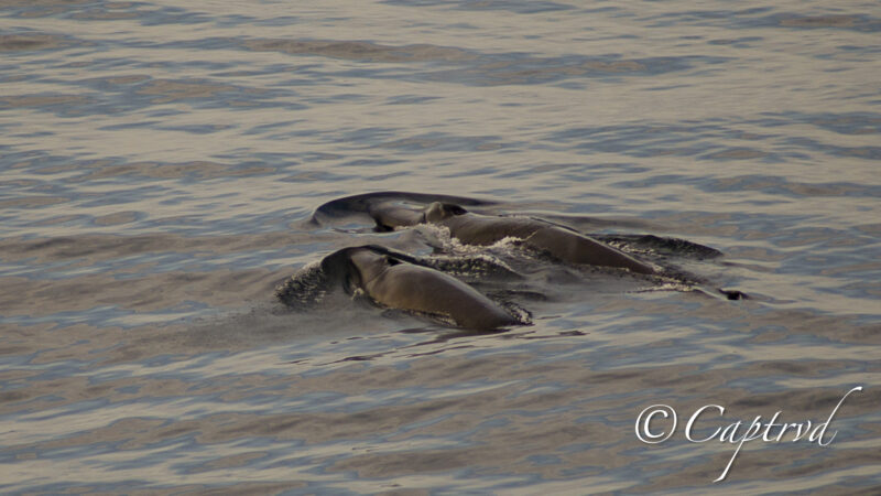 two whales swim closely side by side 