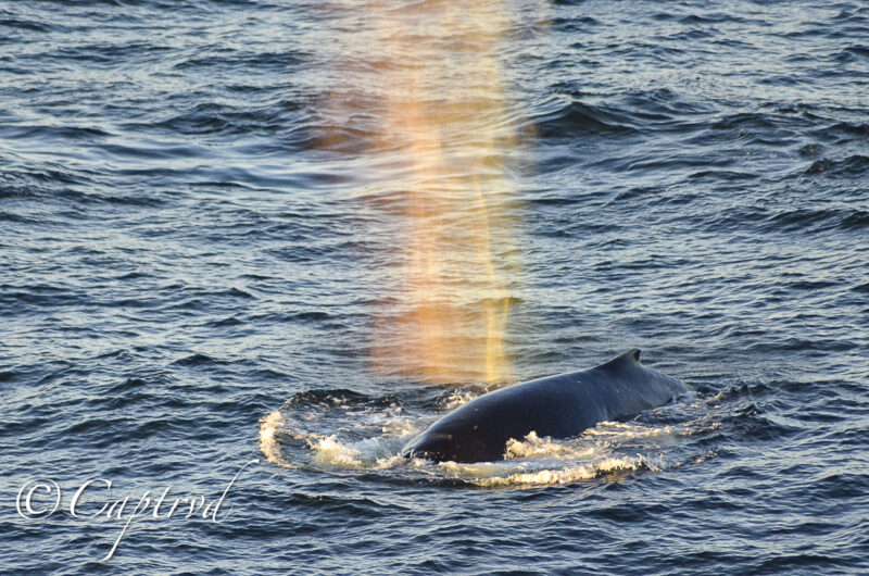 A whale at the surface with its spout catching the sun.