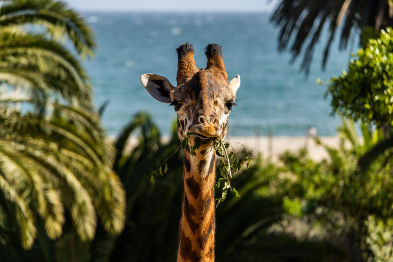Masai Giraffe