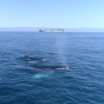 Two whales swim near the ocean surface with a cargo ship in the distance under a clear sky.