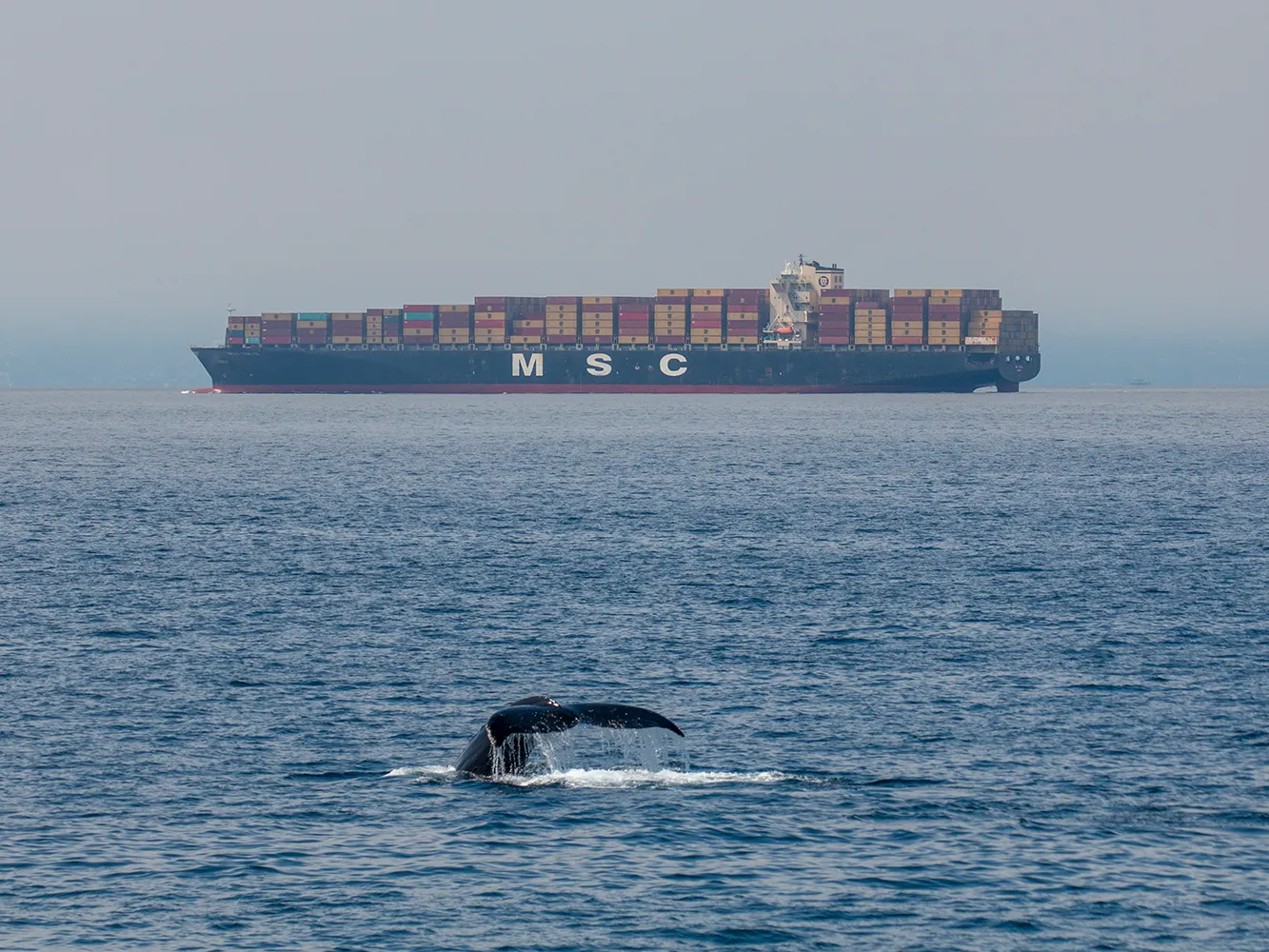 Noise CINMS_WhaleShip-DustinHarris-240612-3118 A whale's tail is visible above the ocean as a large cargo ship passes by in the background.