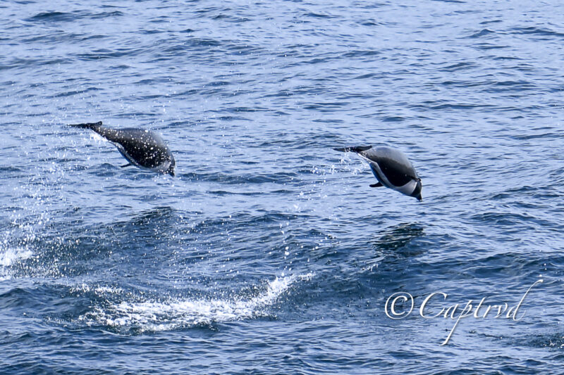 Northern Right Whale Dolphin leaping into the air