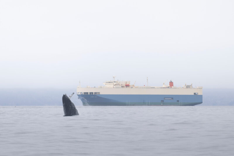 Humpback whale breaches in front of a large container ship.