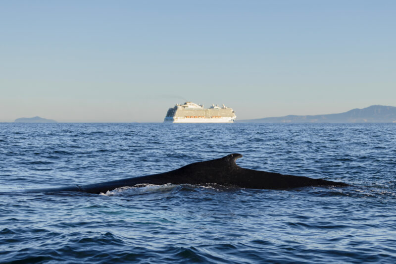 Humpback whale swims closeby with cruise ship in the distance