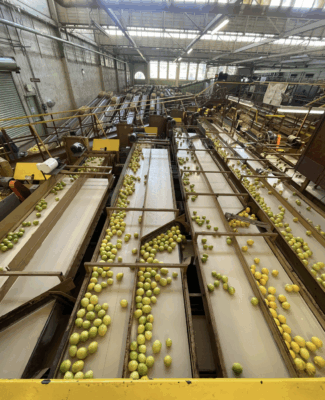 The inside of a citrus processing facility where rows of lemons are being moved along conveyor belts.