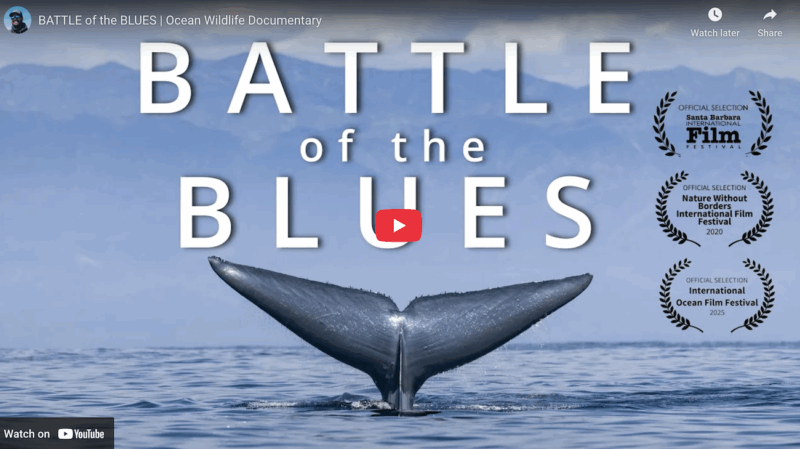 A blue whale tail perfectly centered with a youtube link and the name Battle of the Blues as the title over it.