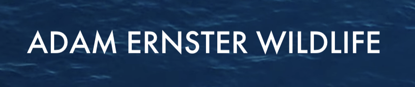 ADAM ERNSTER LOGO