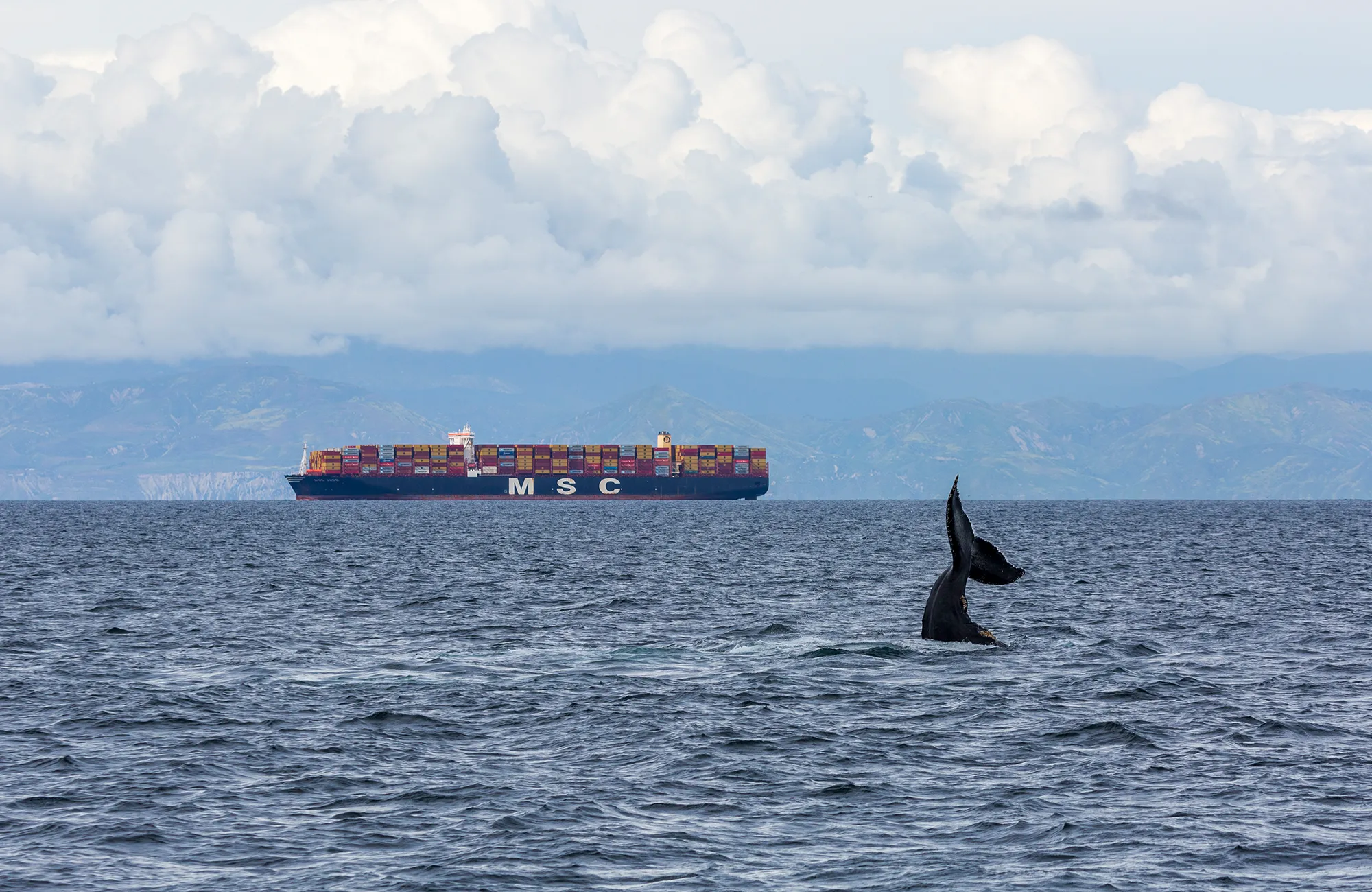 Container ship in the background with a whale tail surfacing in the foreground with a hilly coastline in the distance.