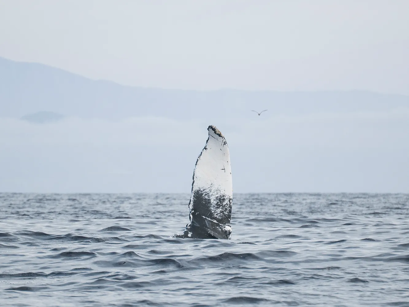 Strike Credit Adam Ernster__P7A6603 (1) A whale’s fin rises above the calm ocean surface, with distant mountains and a bird in the sky.