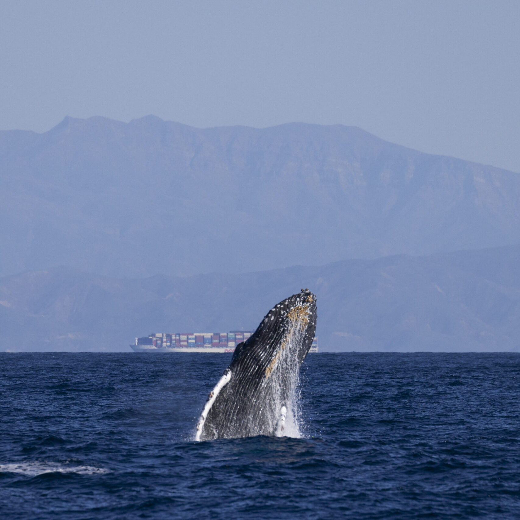 Adam Ernster_Breaching in front of Ship Humpback whale breaching in front of a container ship.