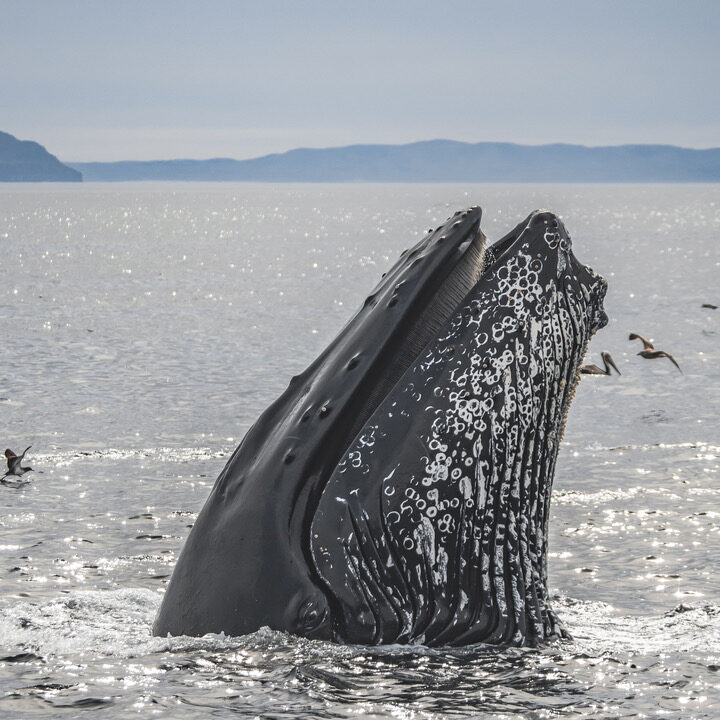 A humpback whale popping its head out of the water. The whales eye appears to be looking right at the photographer.