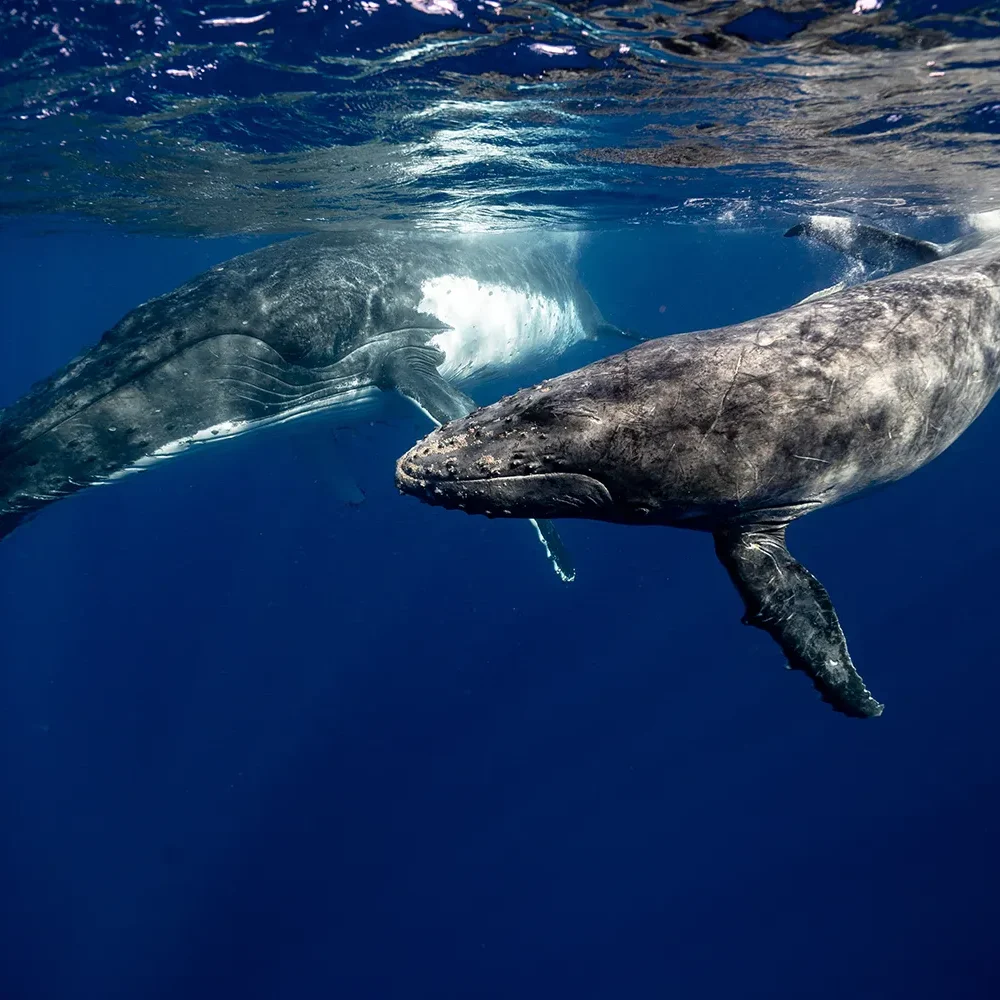 Two humpback whales swimming in clear blue ocean water, close to the surface.