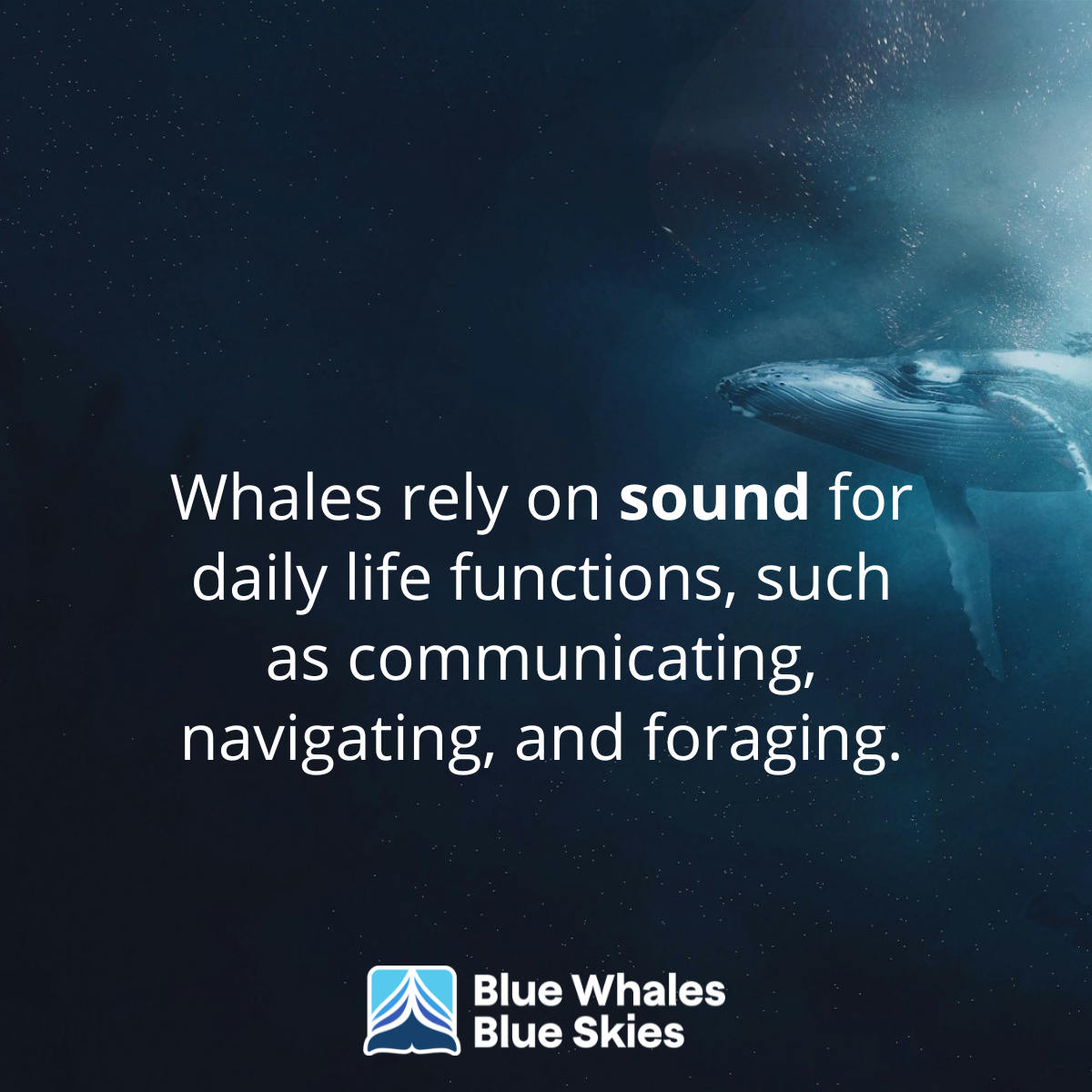 A whale swims underwater with text about whales relying on sound for daily life, by Blue Whales Blue Skies.