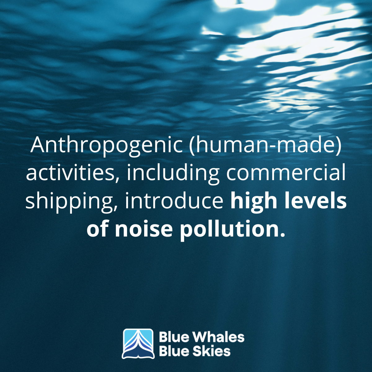 Text on an underwater background explains that shipping causes high levels of noise pollution. Blue Whales Blue Skies logo.