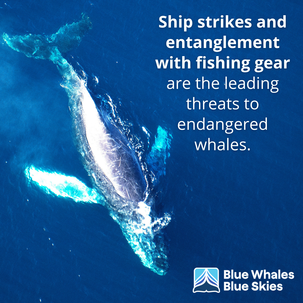 A blue whale swimming in the ocean with text about threats to endangered whales from ships and fishing gear.