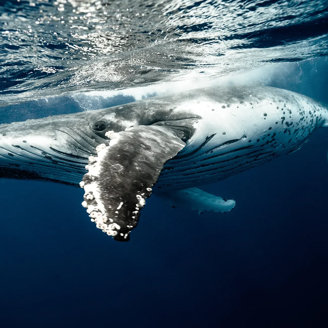 Donate pexels-elianne-dipp-4666750 A humpback whale swims underwater, its fin extended, against a deep blue ocean background.