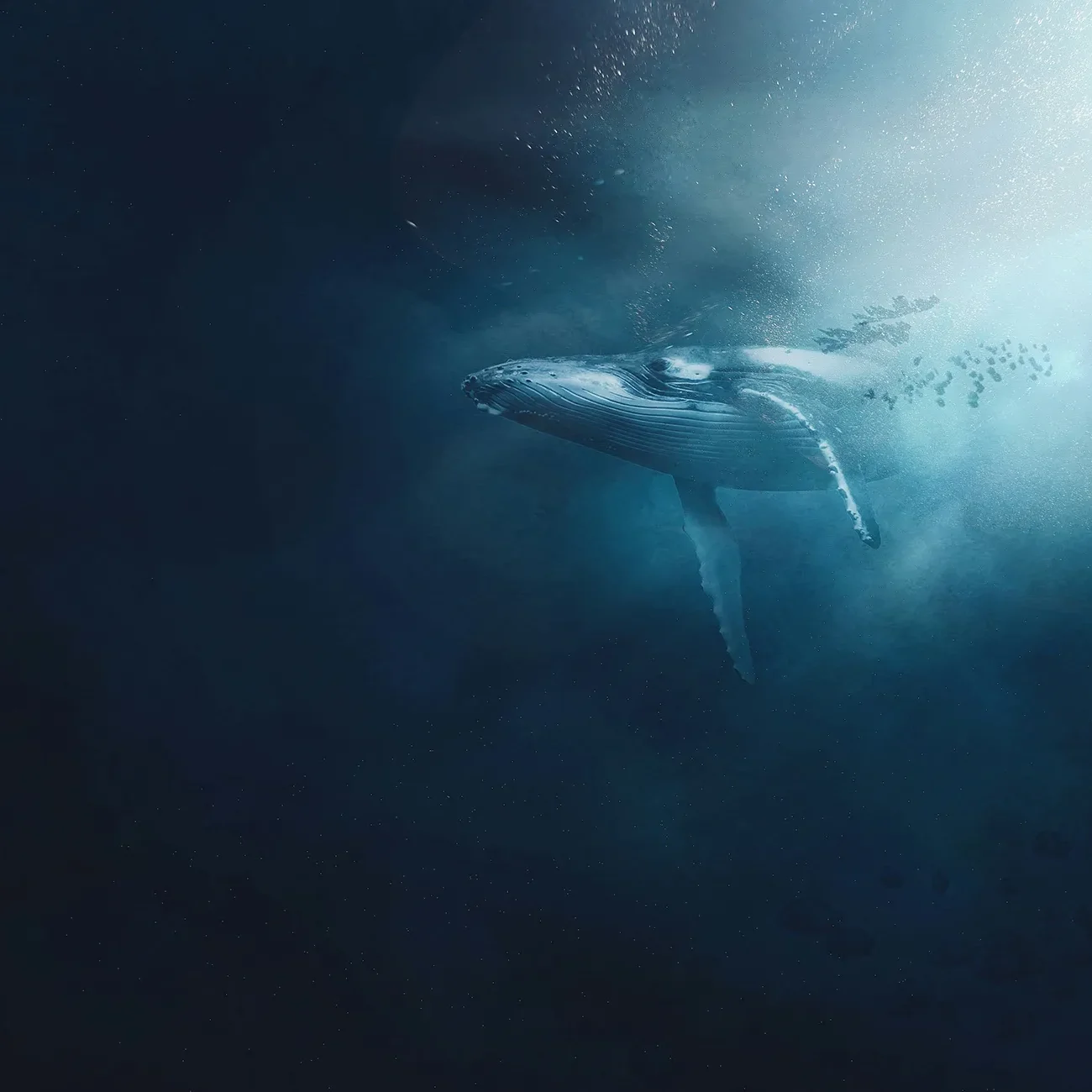 A whale swims gracefully underwater as sunlight filters down through the deep blue ocean.