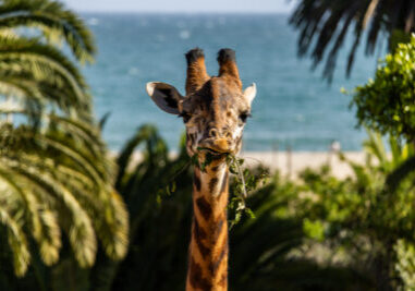 Masai Giraffe
