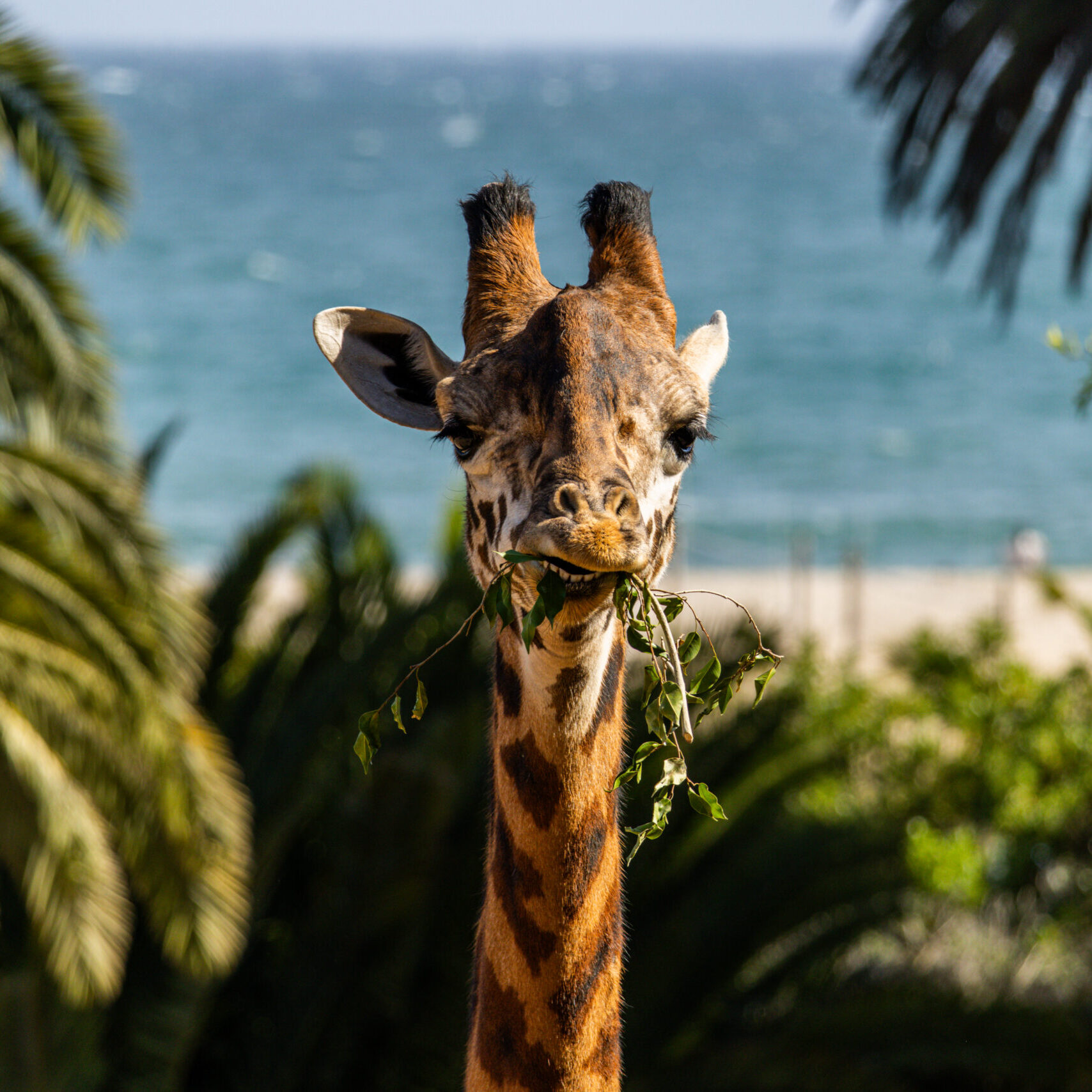 Masai Giraffe