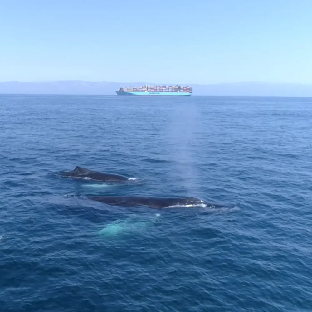Methods-Copy of Humpbacks and Ship Two whales swim near the ocean surface with a cargo ship in the distance under a clear sky.
