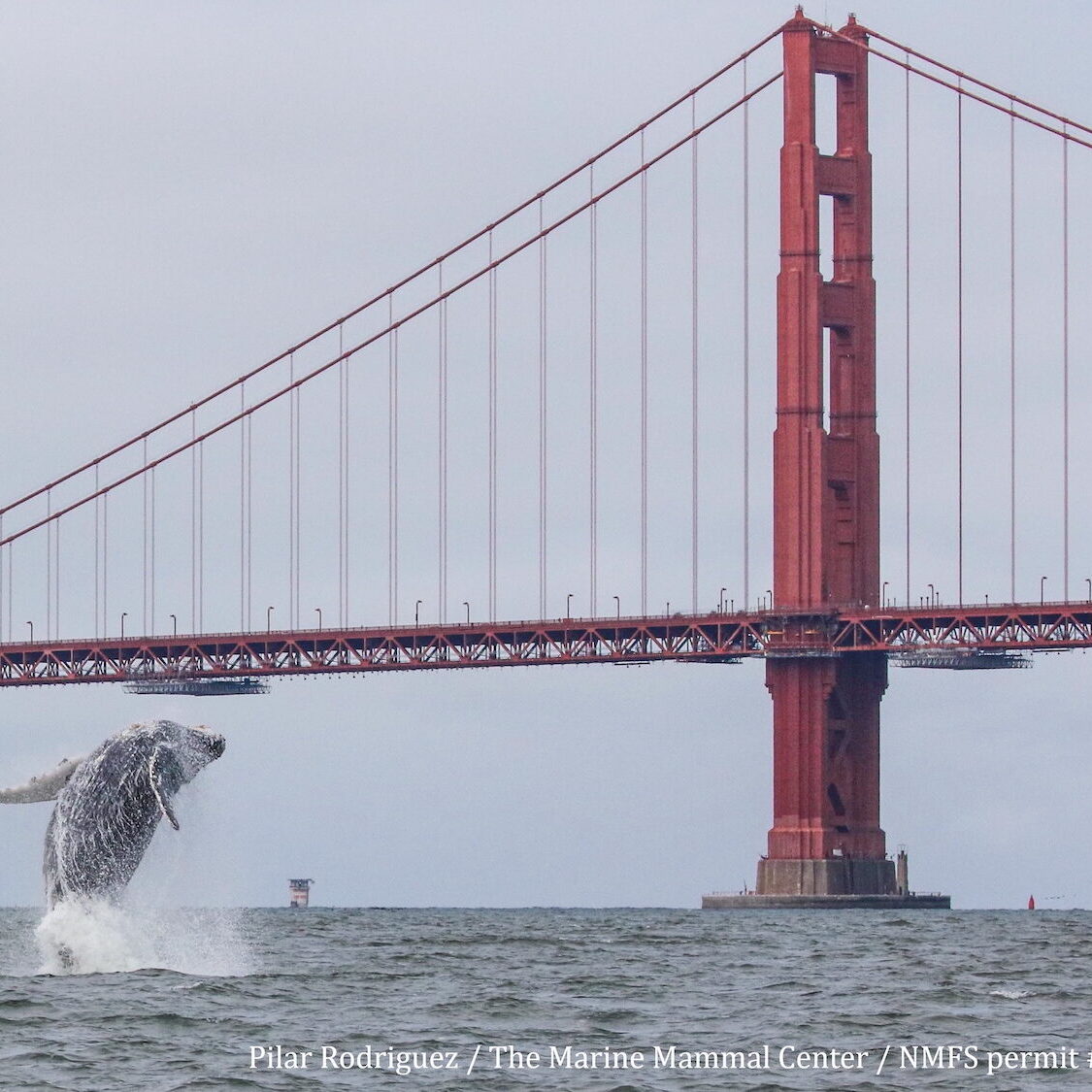 Humpback whale breaches in front of the Golden Gate Bridge on a gray day