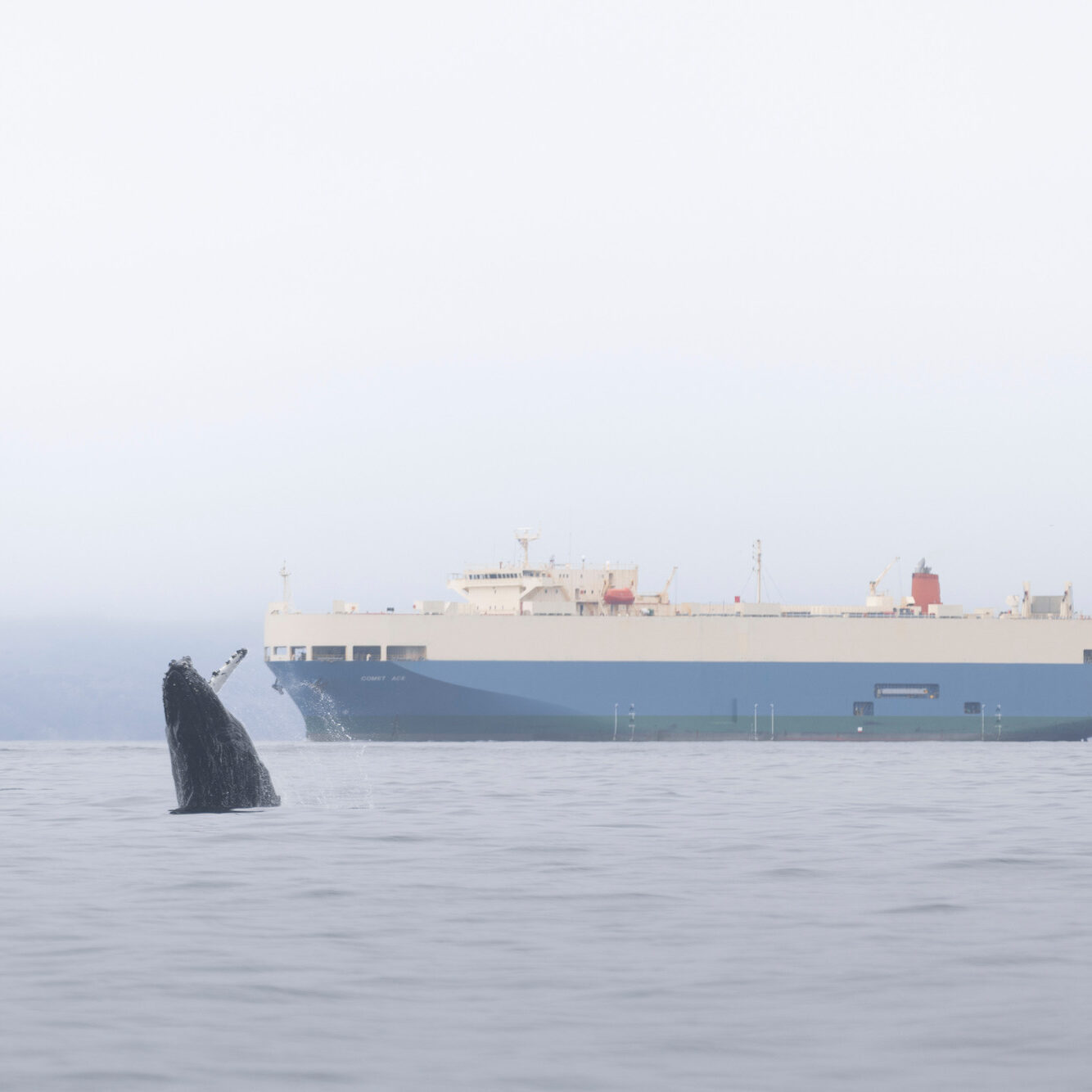Humpback whale breaches in front of a large container ship.