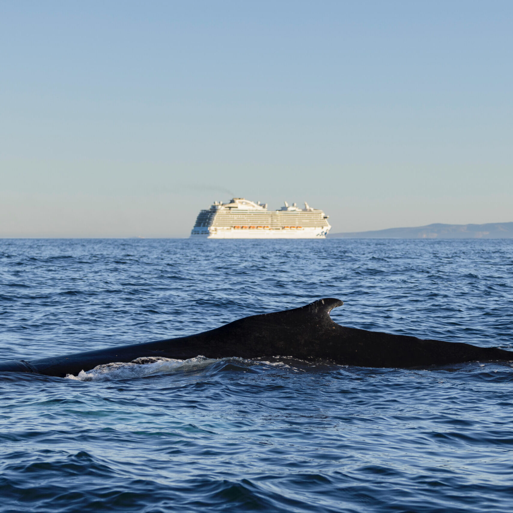 Humpback whale swims closeby with cruise ship in the distance