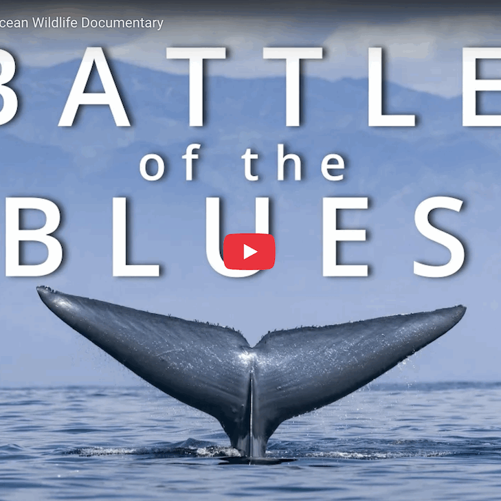 Screen Shot 2025-08-03 at 7.23.17 PM A blue whale tail perfectly centered with a youtube link and the name Battle of the Blues as the title over it.