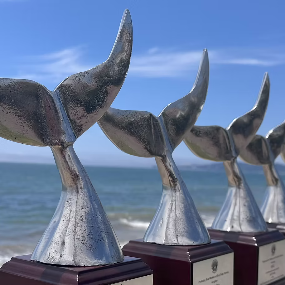 Shipping companies received Protecting Blue Whales and Blue Skies awards_ Photo__Anastasia Five silver whale tail trophies lined up on a sandy beach, with the ocean and blue sky in the background.