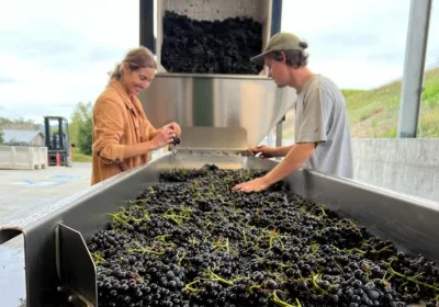 Two people sorting black grapes on a conveyor at a winery, with a machine unloading more grapes behind them.