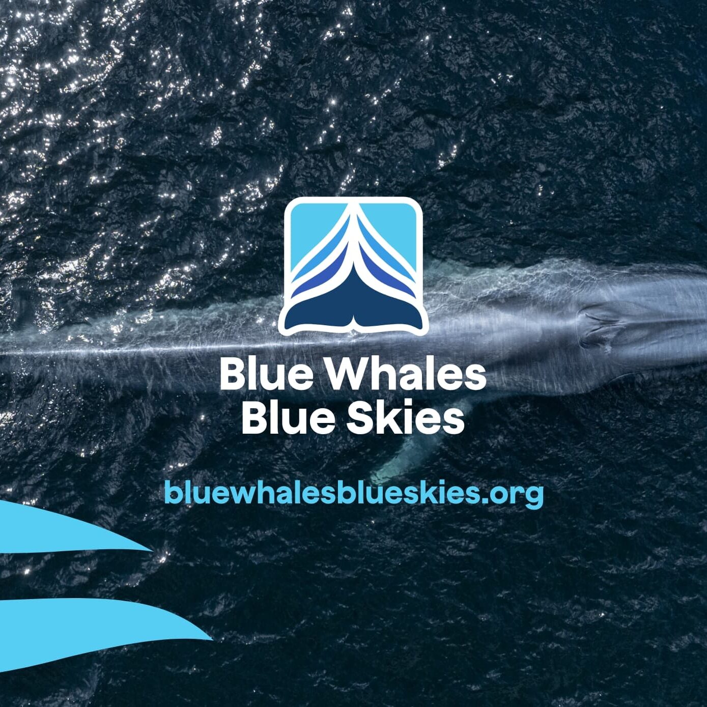 bwbs-feature-image-2