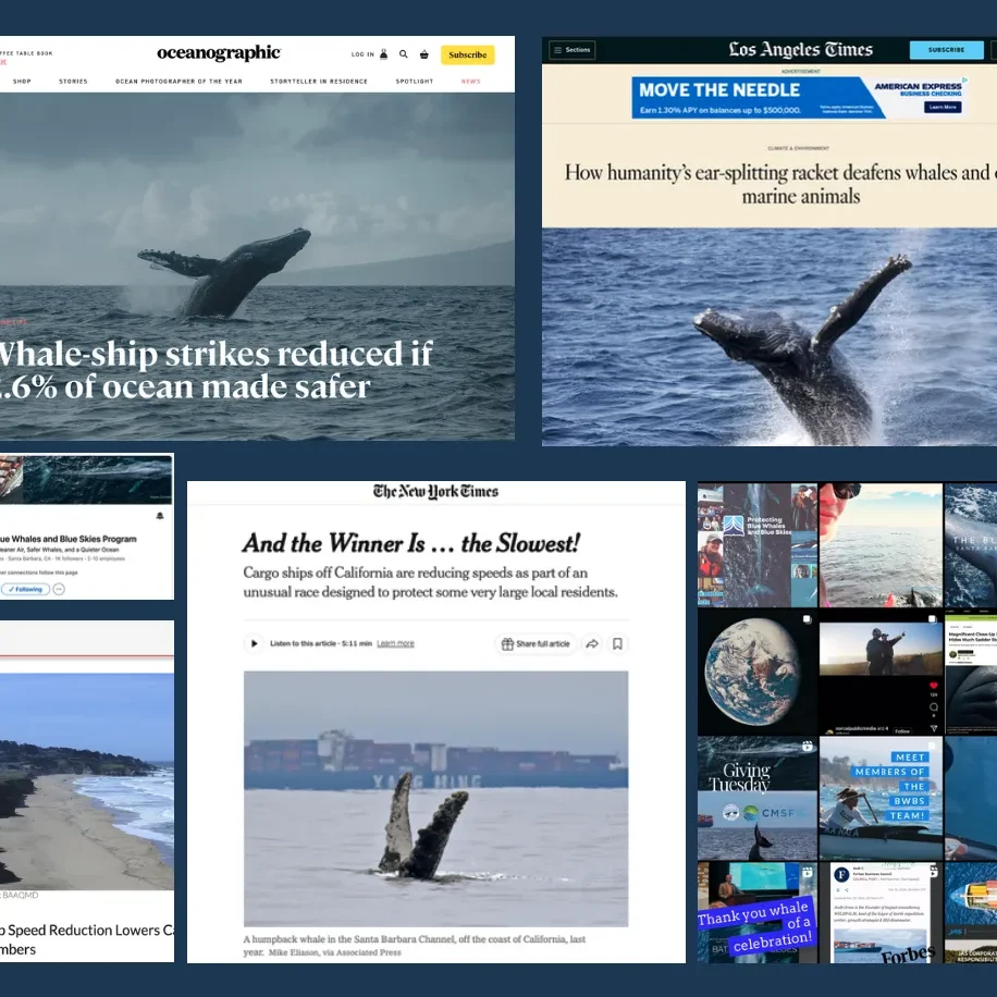 Collage of news articles and images focused on whales, ship strikes, and ocean conservation efforts.