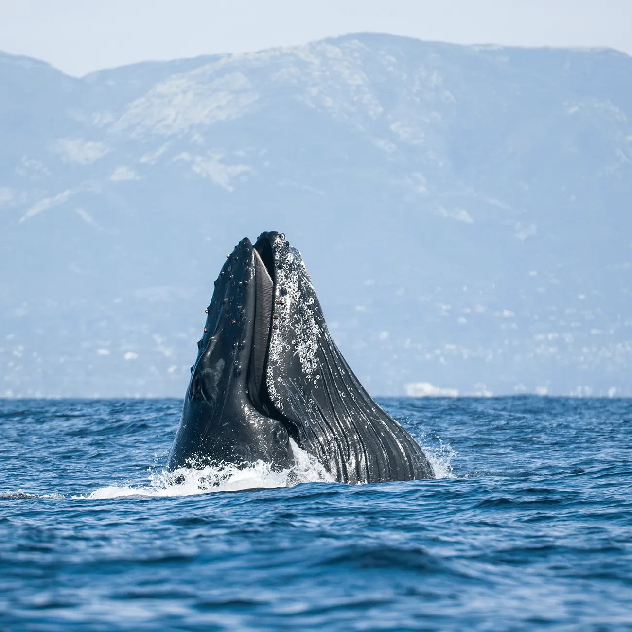 A whale surfaces vertically from the ocean, with distant mountains in the background.