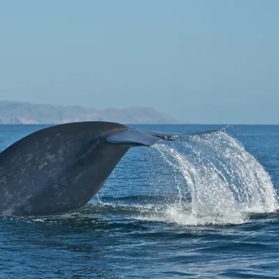 A blue whale’s tail splashes water as it dives into the ocean, with distant land visible on the horizon.