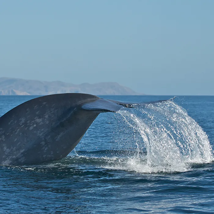 A blue whale’s tail splashes water as it dives into the ocean, with distant land visible on the horizon.