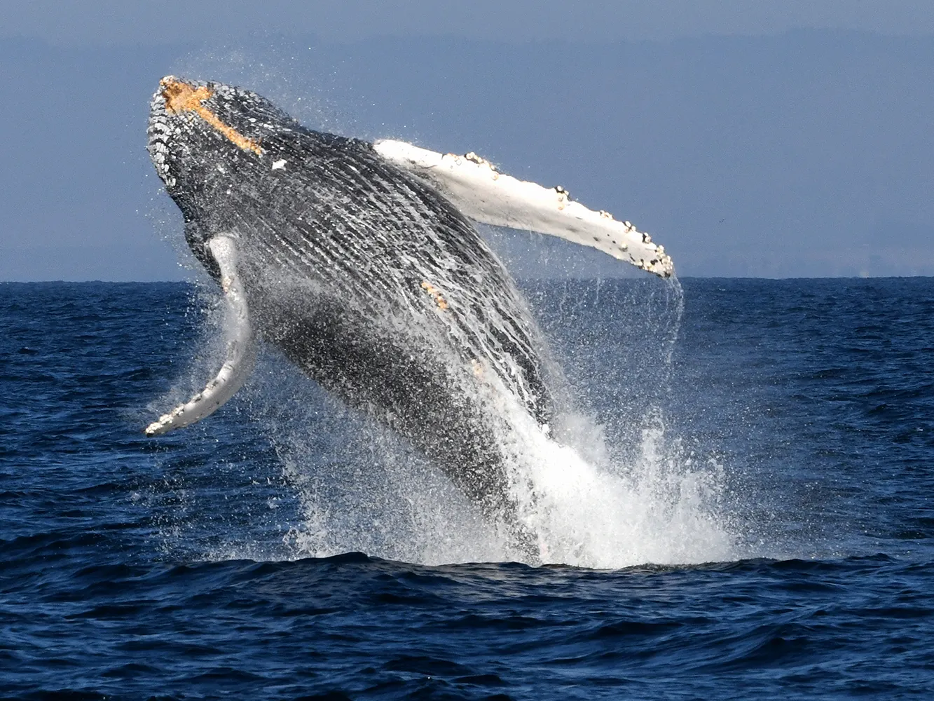 A humpback whale breaches the ocean surface, splashing water high into the air.