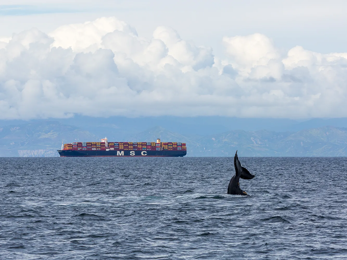 vsr-Credit Dustin Harris_of CINMS_WhaleShip-DustinHarris-230503-0134 A whale’s tail above water with a large MSC container ship in the background, under a cloudy sky.